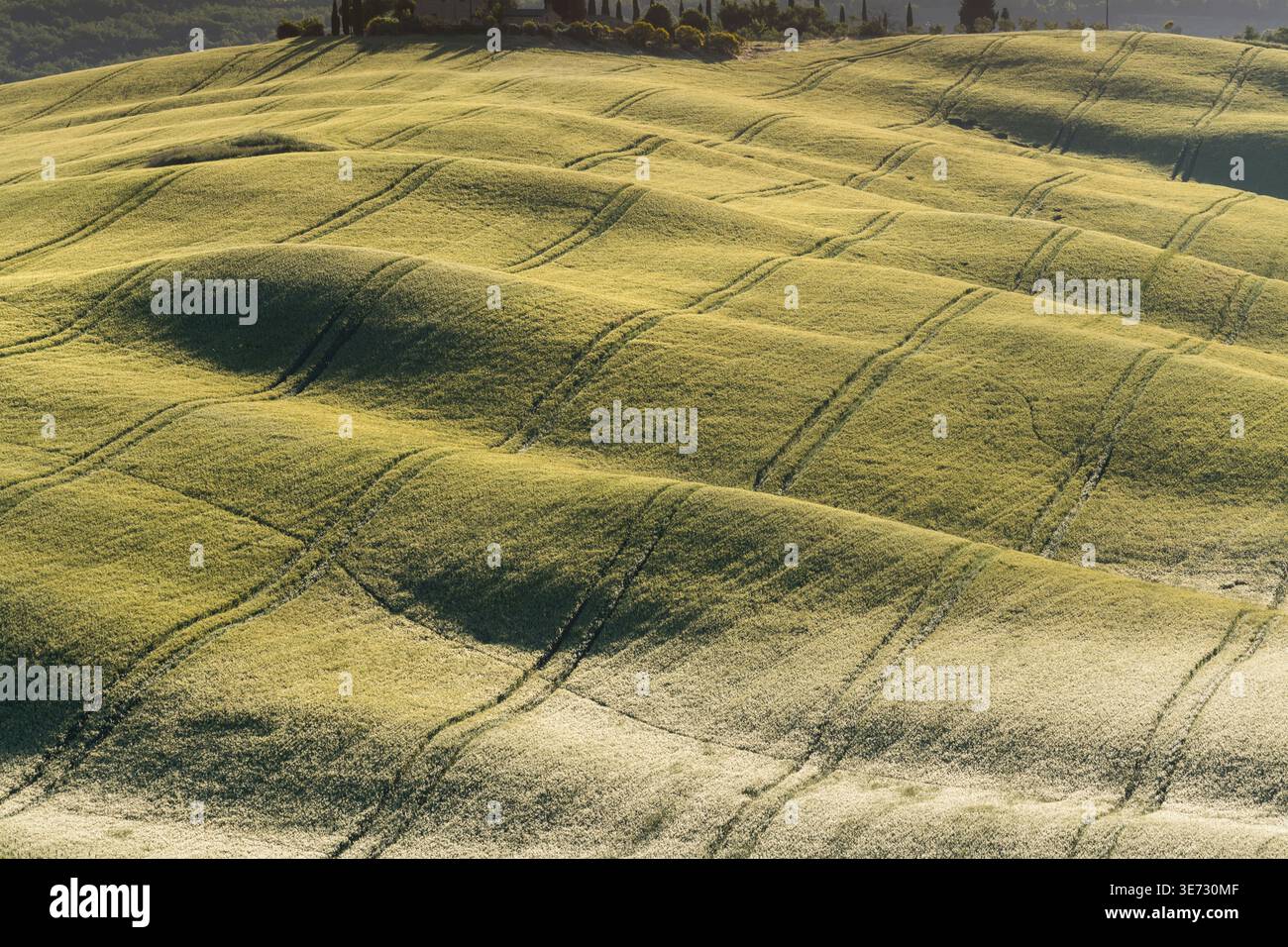 Campi di cereali vicino a Pienza, Toscana, Italia Foto Stock