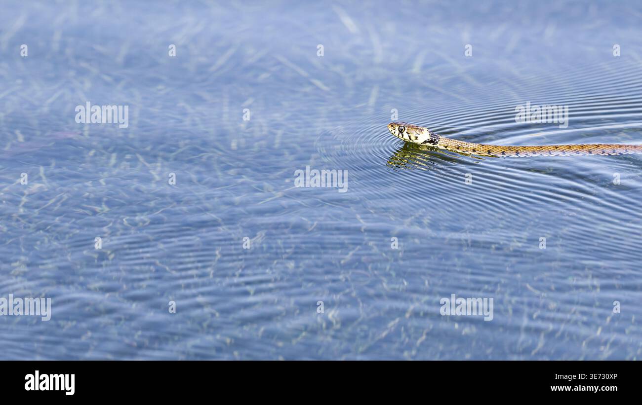 Serpente d'erba che nuota attraverso le limpide acque blu creando increspature in un tranquillo ambiente naturale, con la fauna selvatica del Regno Unito. Foto Stock