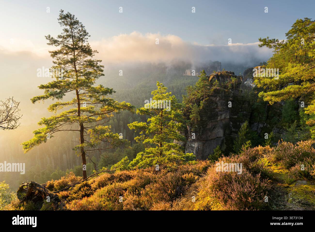 Trees, Kleiner Winterberg, Parco Nazionale della Svizzera sassone, Sassonia, Germania Foto Stock