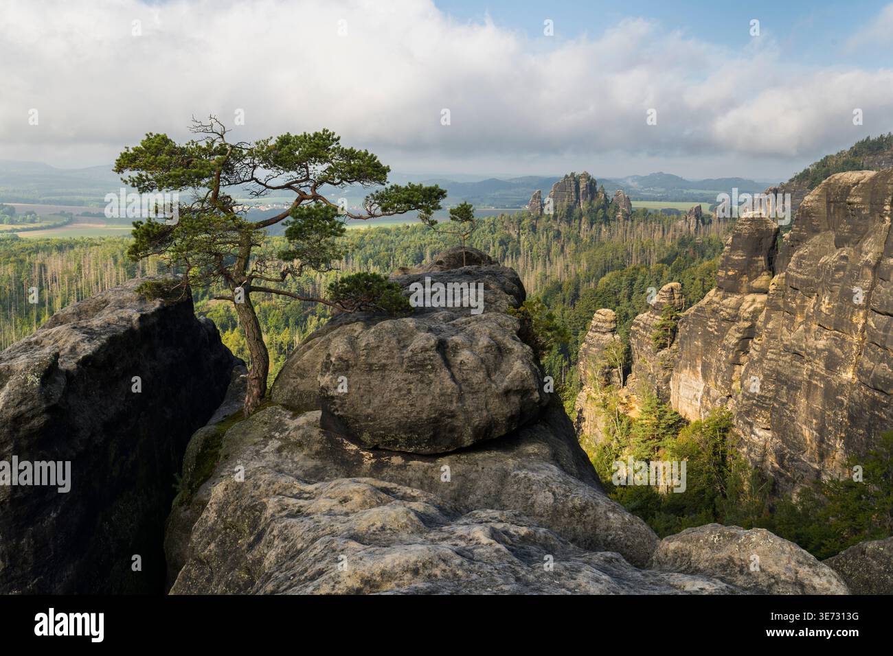 Lehnsteig Pine, Parco Nazionale della Svizzera sassone, Sassonia, Germania Foto Stock
