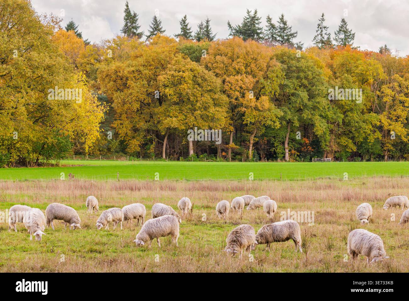 Vista autunnale del Veluwezoom olandese con alberi colorati e pecore Foto Stock