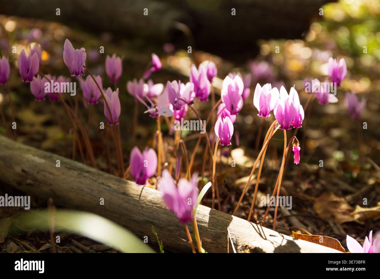 Primo piano di fiori ciclamini rosa che crescono nella foresta con luce solare calda e sfondo morbido. Concetto di primavera naturale Foto Stock