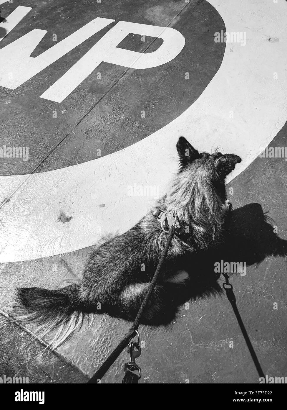 Cane sul ponte del traghetto per Bornholm, ponte, traghetto, cane, nave, lettini, Bornholm, regione capitale, regione Hovedstaden, ben educati, guinzaglio, Danimarca, Scandinavia Foto Stock