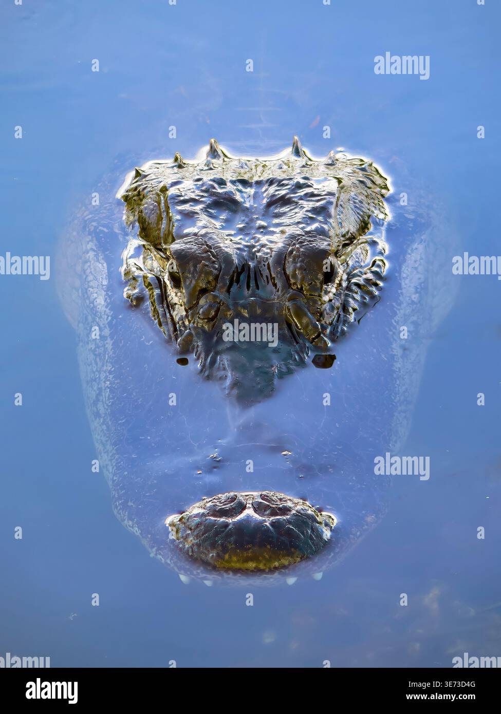 (Alligator Alligator mississippiensis) Foto Stock