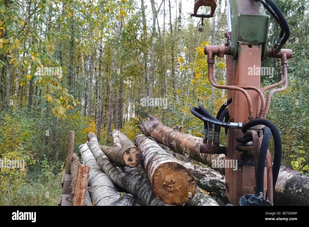 Trascinamento e caricamento dei tronchi di betulla con il braccio della gru sul trattore Foto Stock