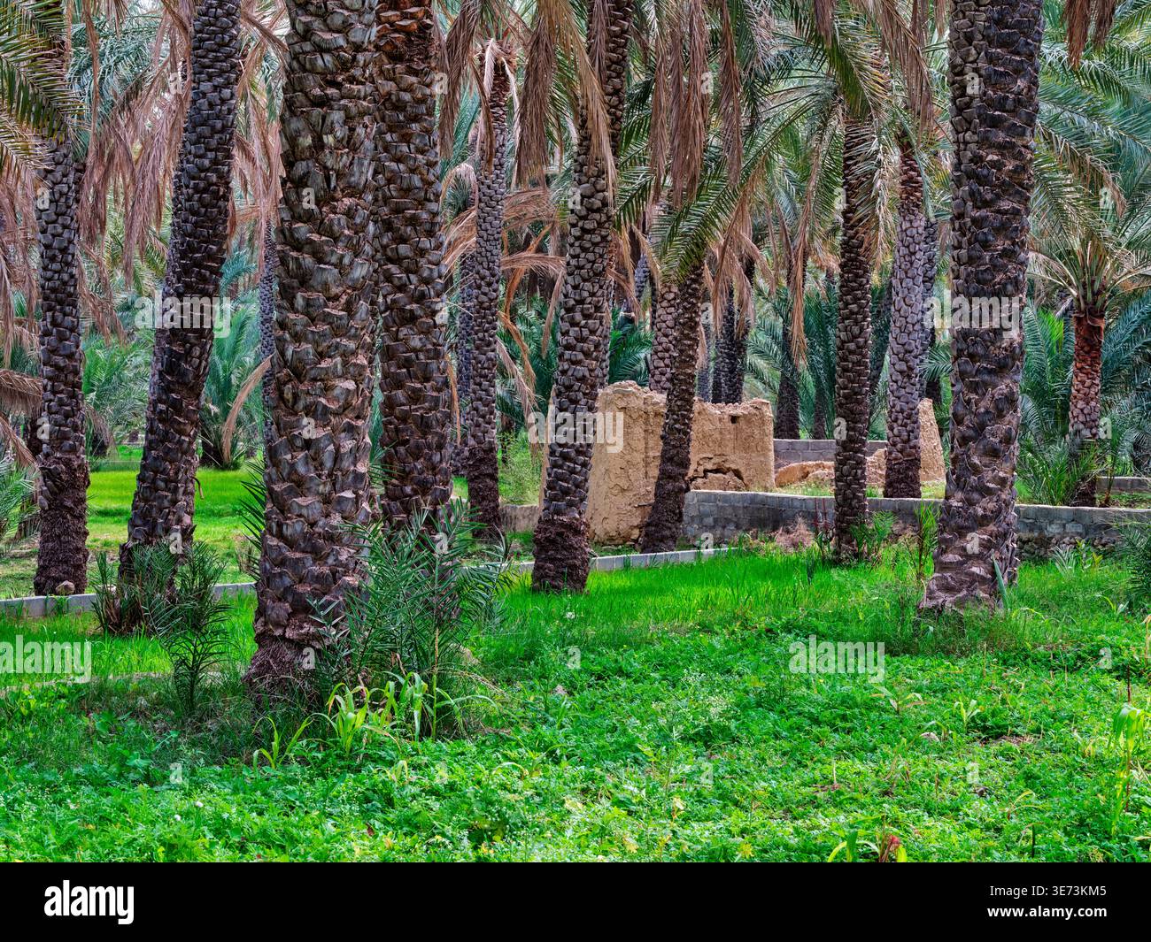 Al-Hamra, la città rossa nella cintura Oasas dei monti Hajar, Oman Foto Stock