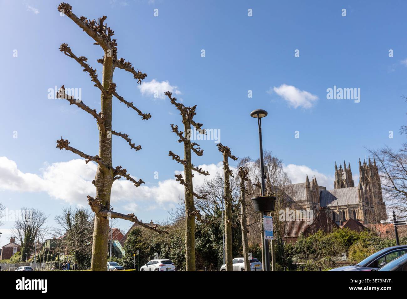 Fila di alberi pollardati pesantemente potati che costeggiano una strada a Beverley, nell'East Yorkshire, con Beverley Minster visibile sullo sfondo. La scultorea tre Foto Stock