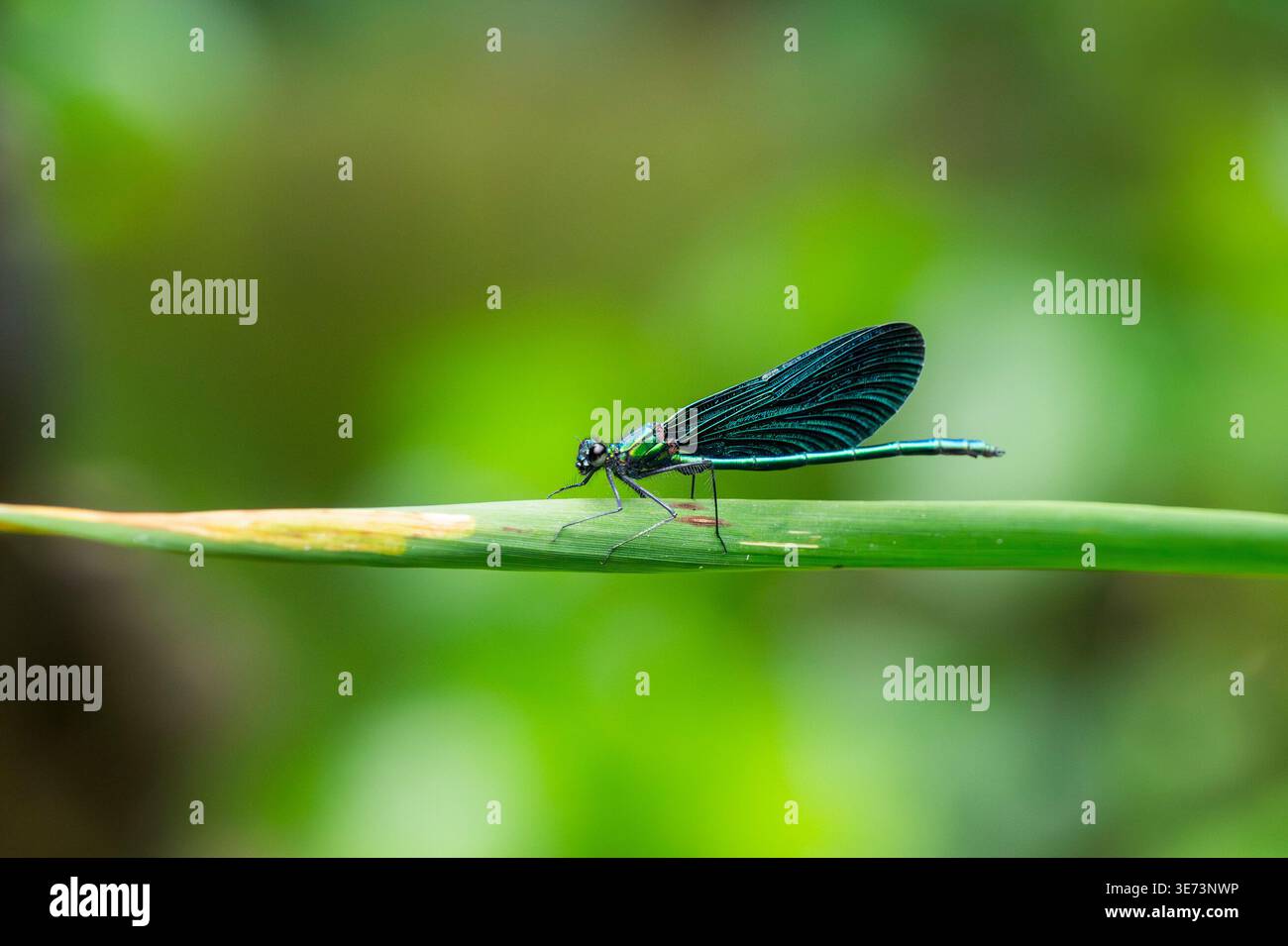 Bella damigella (Calopteryx virgo) seduta su una lama d'erba, Baviera, Germania Foto Stock
