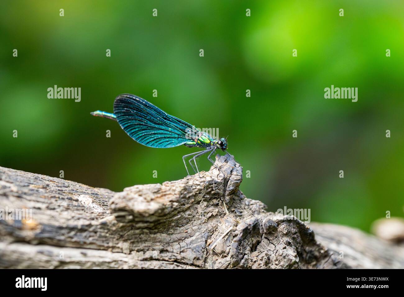 Bellissima damigella (Calopteryx virgo) seduta su un bosco, Baviera, Germania Foto Stock