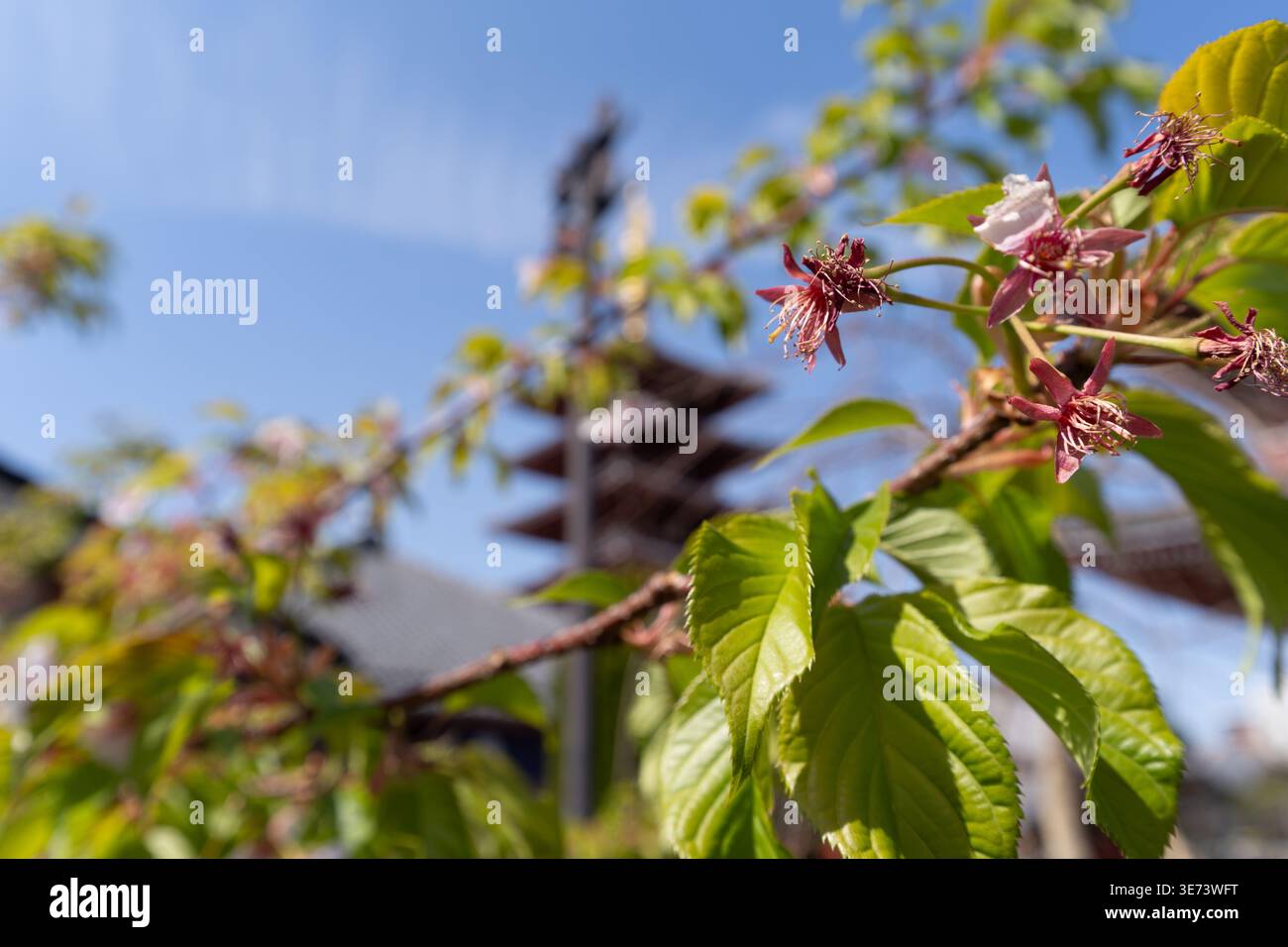 Primo piano dei resti di ciliegi in fiore in tarda primavera e delle foglie verdi, con la pagoda sfocata del tempio senso-ji sullo sfondo sotto un cielo blu. Foto Stock