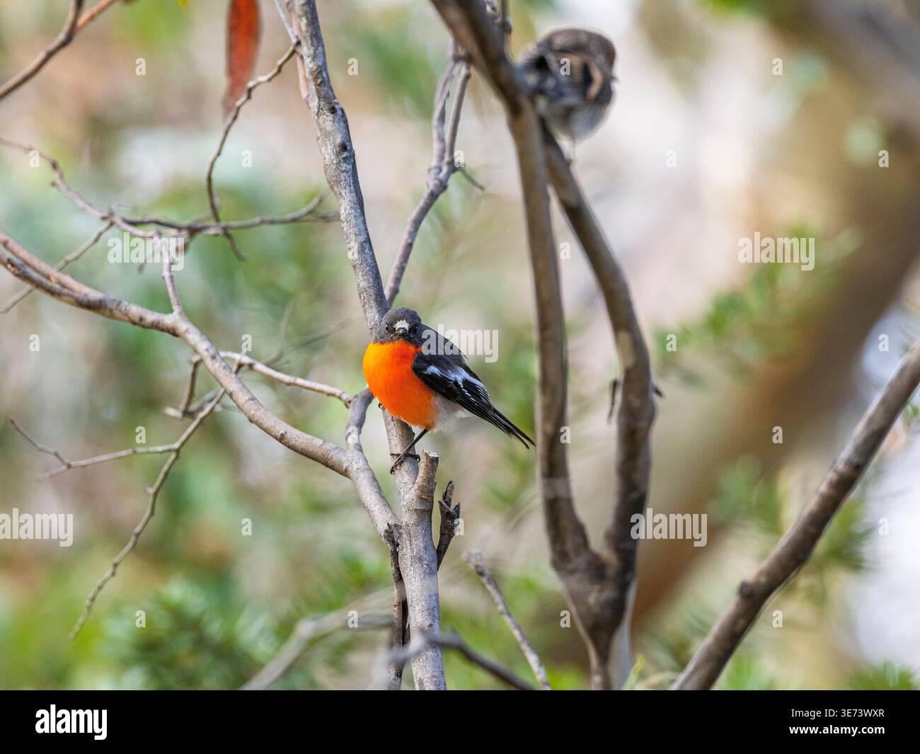 Fauna selvatica in Australia. Ecco un flycatcher con petto di fiamma. Foto Stock