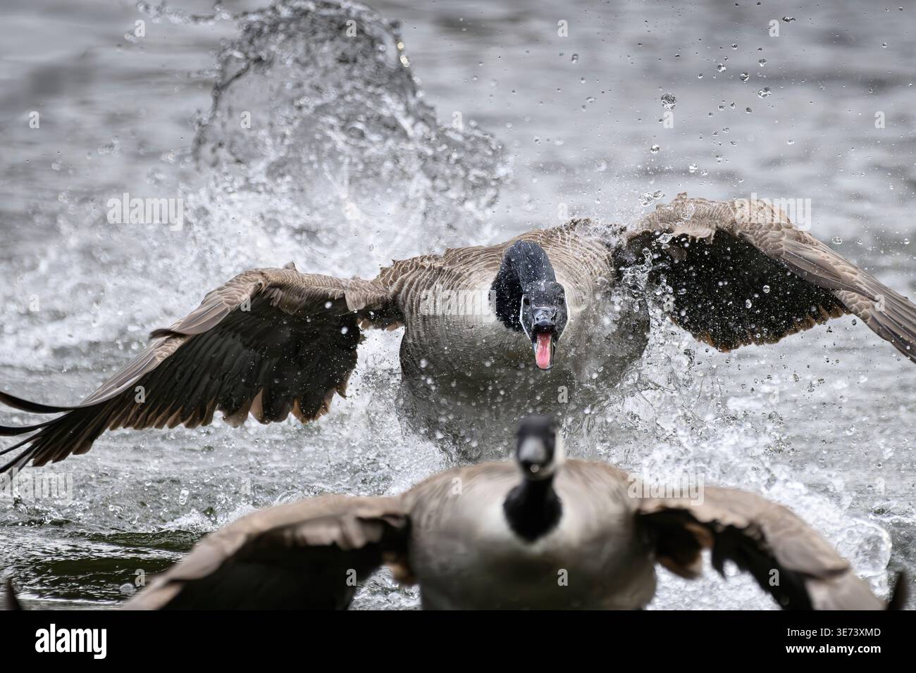 È la stagione dell'accoppiamento e della riproduzione per gli uccelli acquatici. A volte le cose si scatenano in acqua quando il territorio viene difeso contro i nemici. L'oca canadese insegue un'altra oca canadese, strisciando e pagaiando sull'acqua, con colpi e grida minacciosi. Il becco è aperto, la lingua rossa è visibile; l'acqua viene sbuffata e spruzzata. Foto Stock