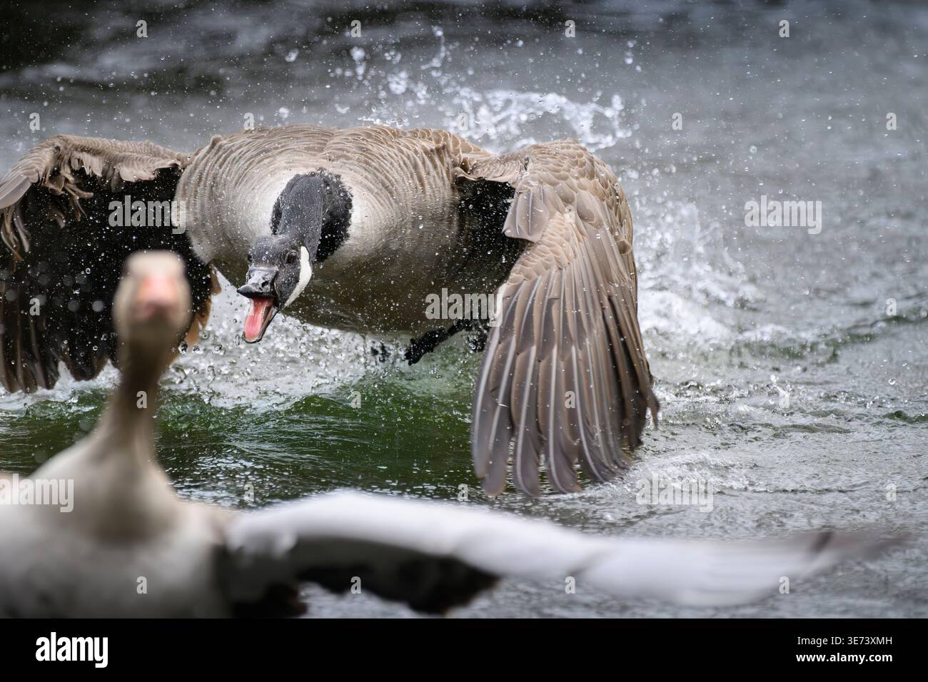È la stagione dell'accoppiamento e della riproduzione per gli uccelli acquatici. A volte le cose si scatenano in acqua quando il territorio viene difeso contro i nemici. L'oca canadese insegue un'oca grigia, strisciando e pagaiando sull'acqua, con colpi e grida minacciosi. Il becco è aperto, la lingua rossa è visibile e l'acqua spruzza. Foto Stock