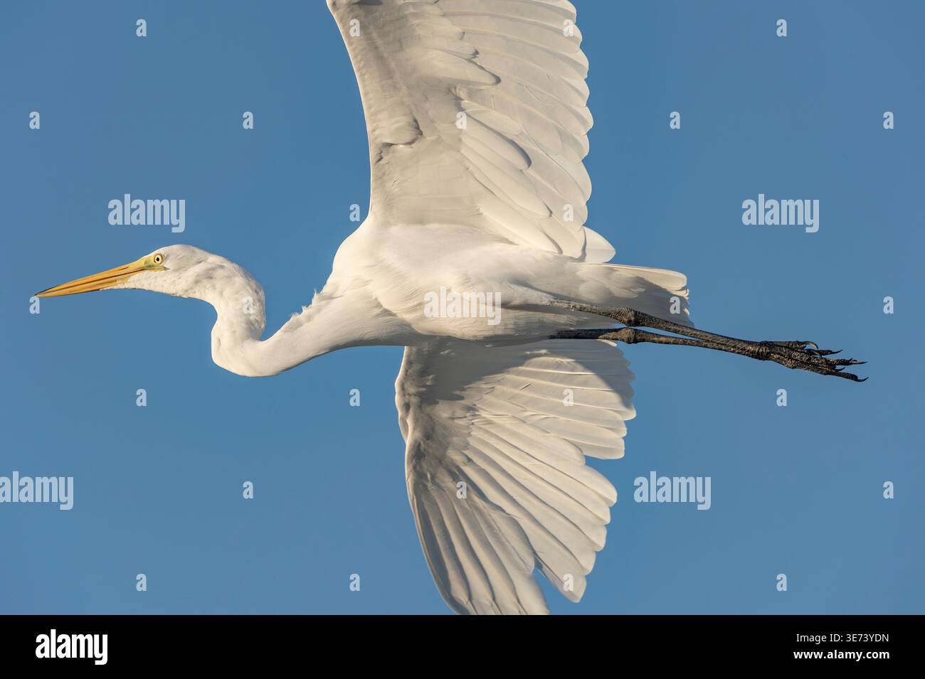 Un grande egret in volo contro il cielo blu. Il lungo collo è ricurvo a forma Di S, le ali si spalancano e le lunghe gambe nere si allungano all'indietro. Foto Stock