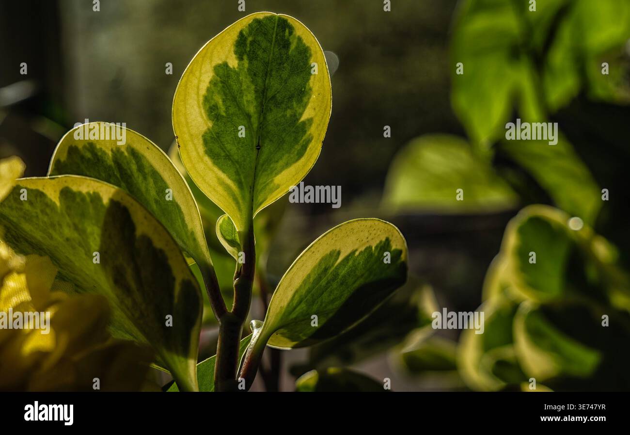 Una pianta di gomma per bambini che cresce al chiuso Foto Stock