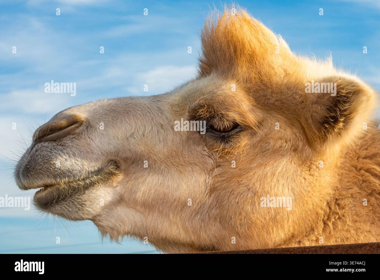 Primo piano della testa dei giovani cammelli Foto Stock