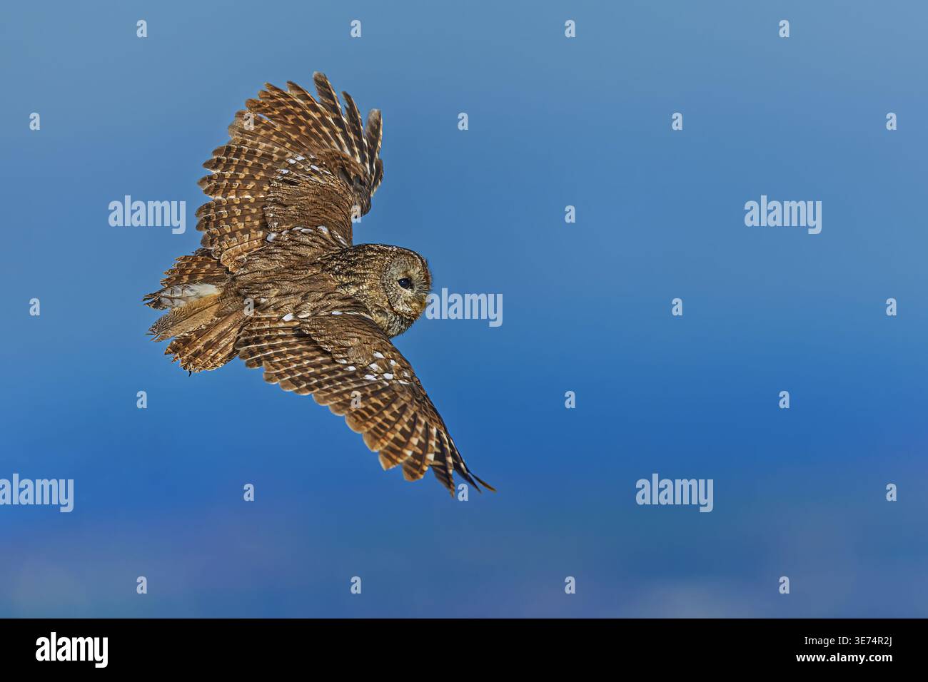 Il Gufo Tawny, Strix aluco, è visto volare attraverso la luce blu con ali riccamente decorate e uno sguardo mirato. Foto Stock