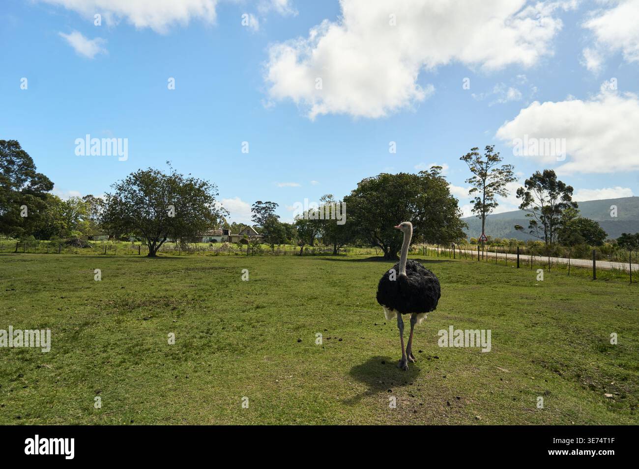 Il terreno di osservazione degli uccelli sotto il cielo luminoso. Tall Bird sorge tra alberi sparsi sotto il cielo soleggiato Foto Stock
