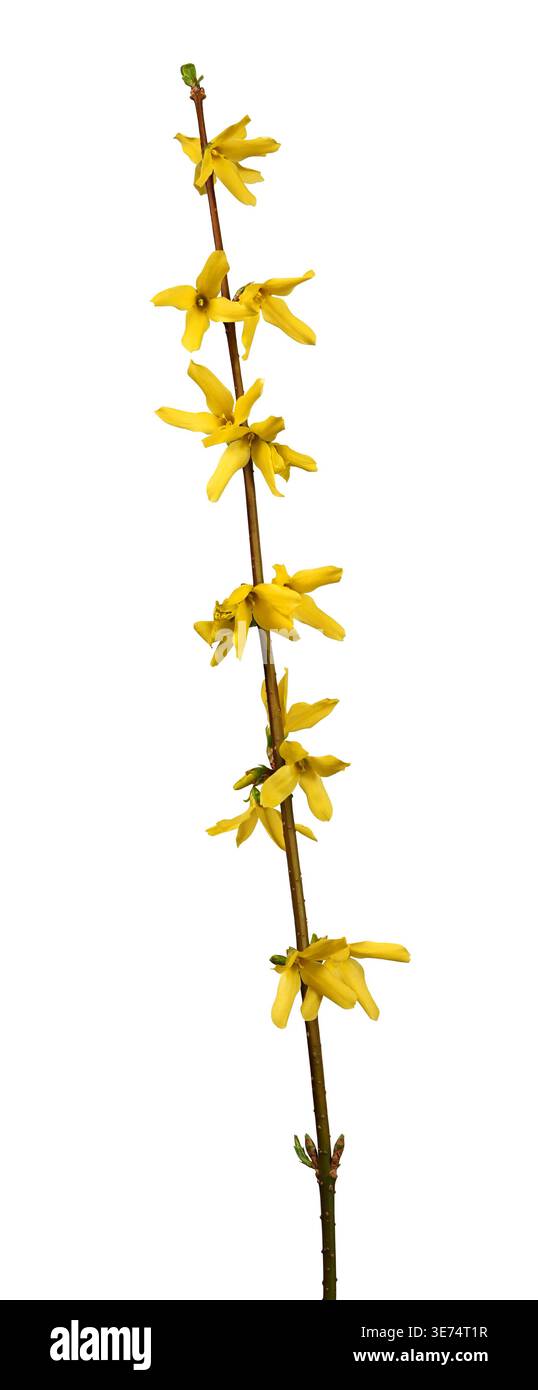Fiori gialli di forsythia su ramo isolato Foto Stock
