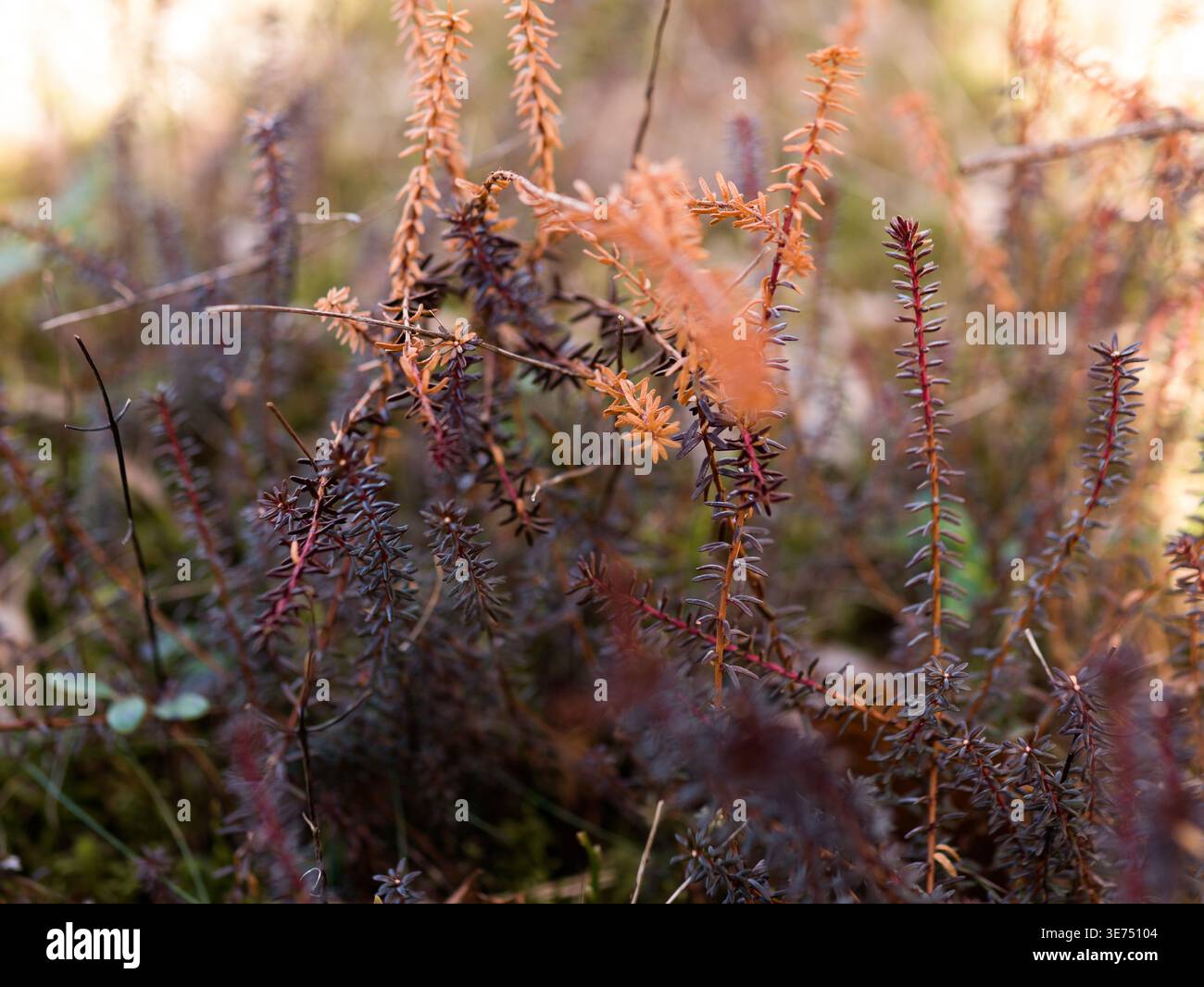 Crowberry (Empetrum nigrum) e Dry Heather in Golden Backlight - Boreal Heathland Botanical fine Art Foto Stock