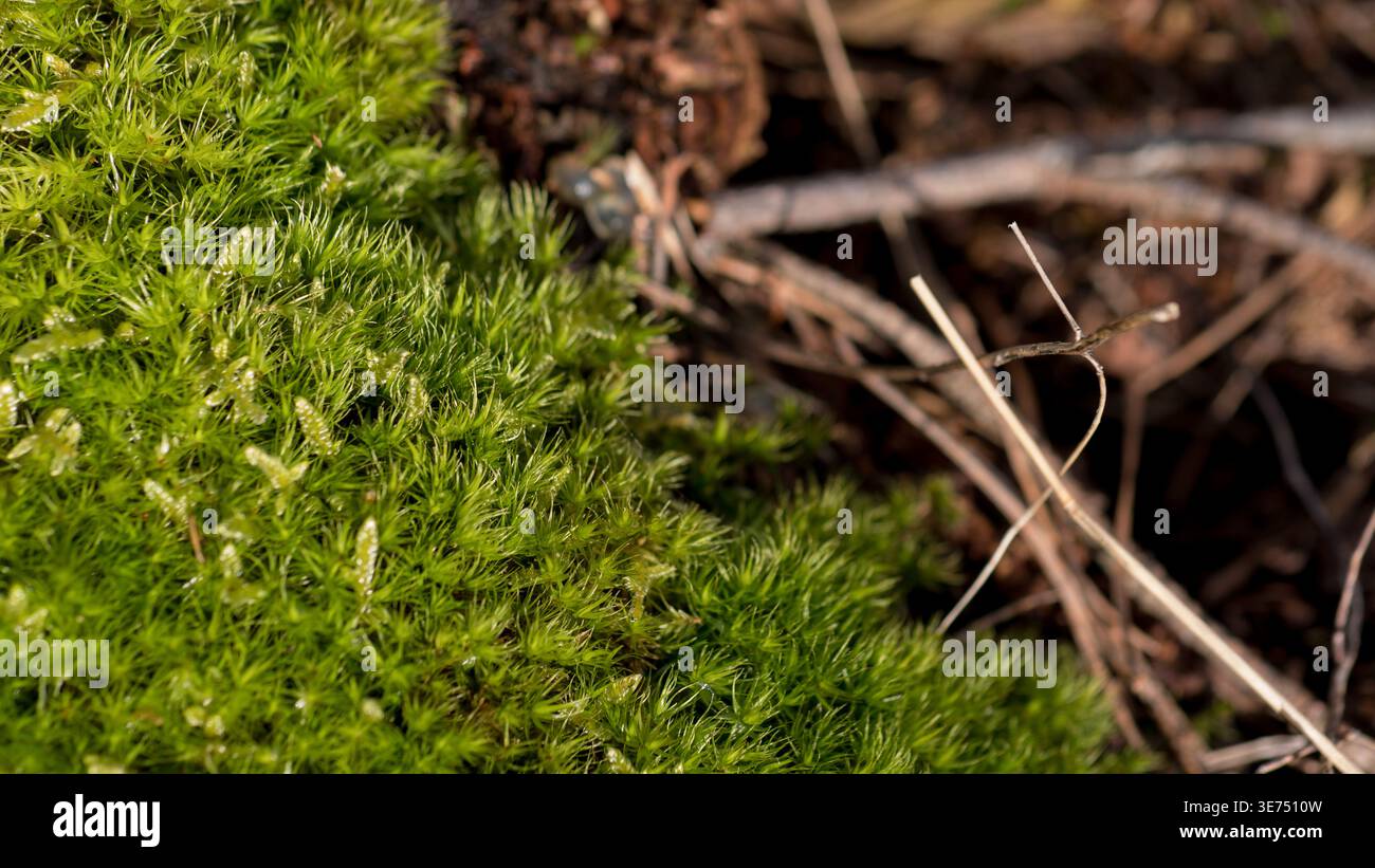 Primo piano del Dicranum Moss Cushion on Forest Log — texture verde lussureggiante Macro Bryophyte Foto Stock