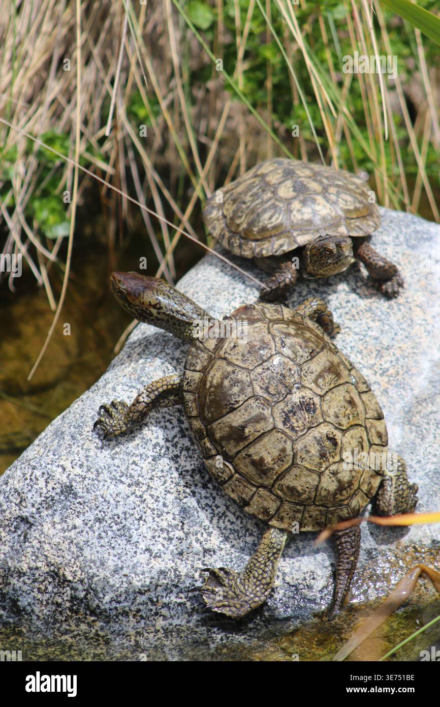 Una tartaruga del laghetto occidentale (Actinemys marmorata) che si crogiola su una roccia. Questa specie è l'unica tartaruga d'acqua dolce originaria della California. Foto Stock