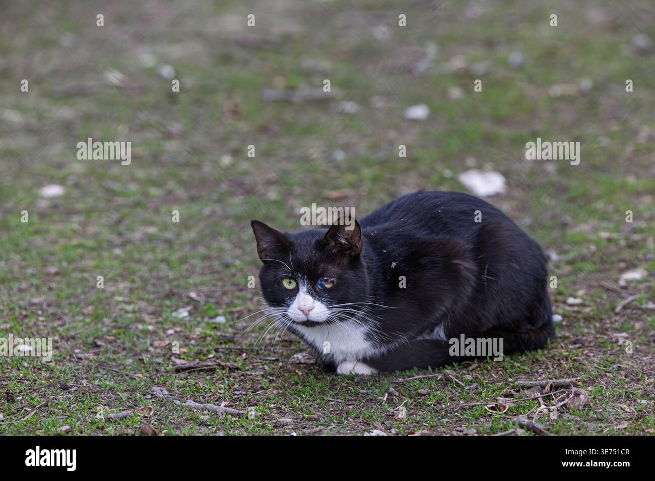 Un gatto smoking bianco e nero accovacciato su erba corta all'aperto, apparendo vigile e prudente. La luce naturale mette in risalto gli occhi verdi e la pelliccia testurizzata, Foto Stock