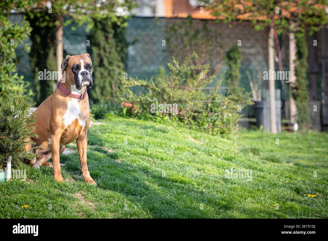 Il cane pugile marrone Alert con colletto rosa si trova su un prato verde in un giardino soleggiato, guardando l'ambiente circostante. Ritratto di animali calmo e attento c Foto Stock