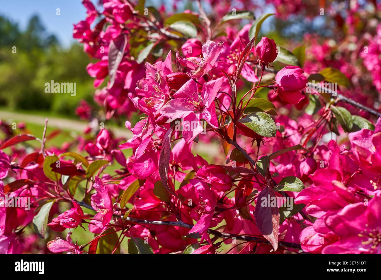 Una fotografia ravvicinata che mostra vibranti fiori di melo rosa (Malus) in piena fioritura, catturata in una luminosa giornata di sole. L'immagine presenta grappoli Foto Stock
