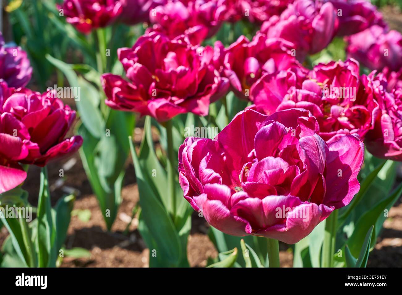 Vista ravvicinata di vibranti tulipani doppi magenta (Tulipa) in piena fioritura che crescono in un'aiuola. I fiori mostrano più strati densamente impilati, Foto Stock
