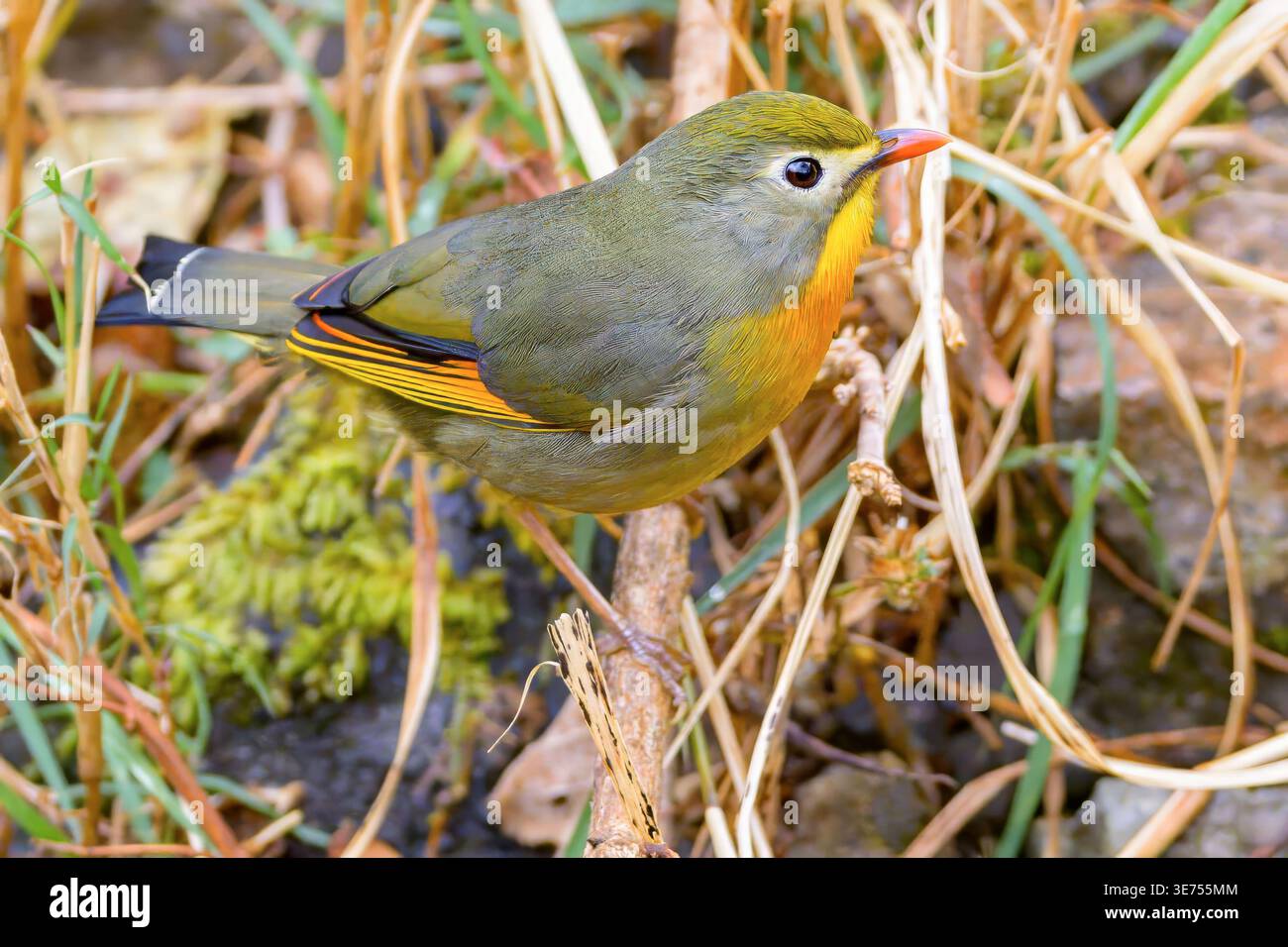 Leiothrix lutea (Leiothrix lutea) di Pangot, Uttarakhand, India settentrionale. Foto Stock