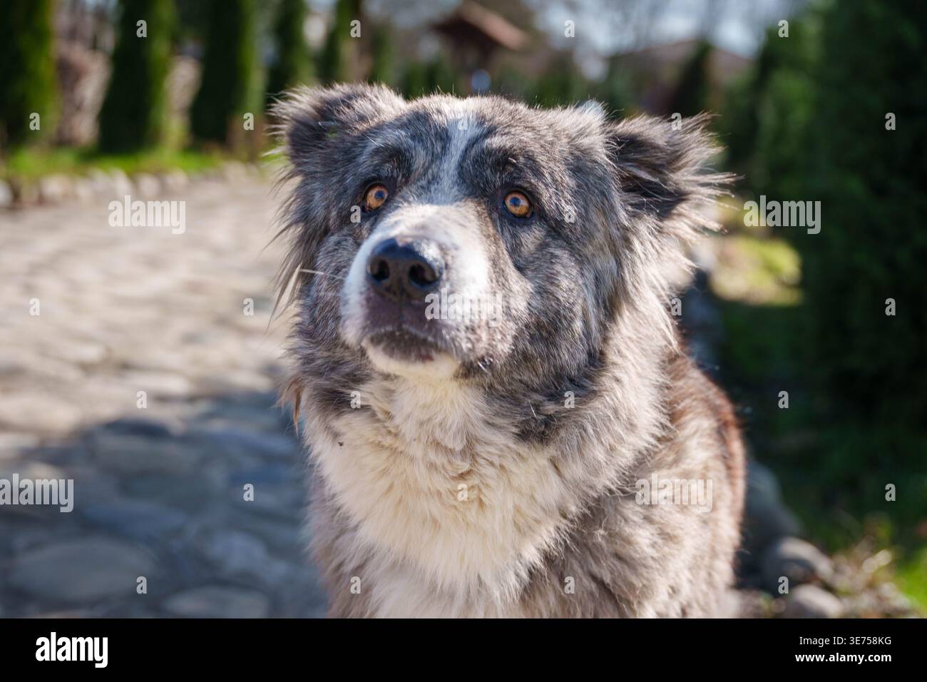 Fluffy Dog in ambiente naturale con case in background Foto Stock