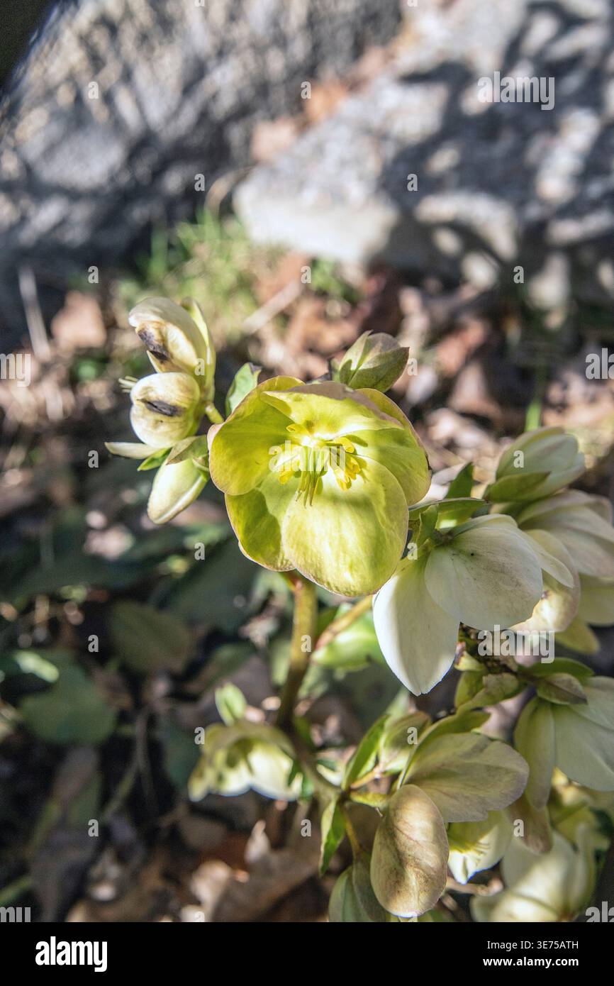 Le rose di Natale fioriscono nel giardino ad aprile Foto Stock