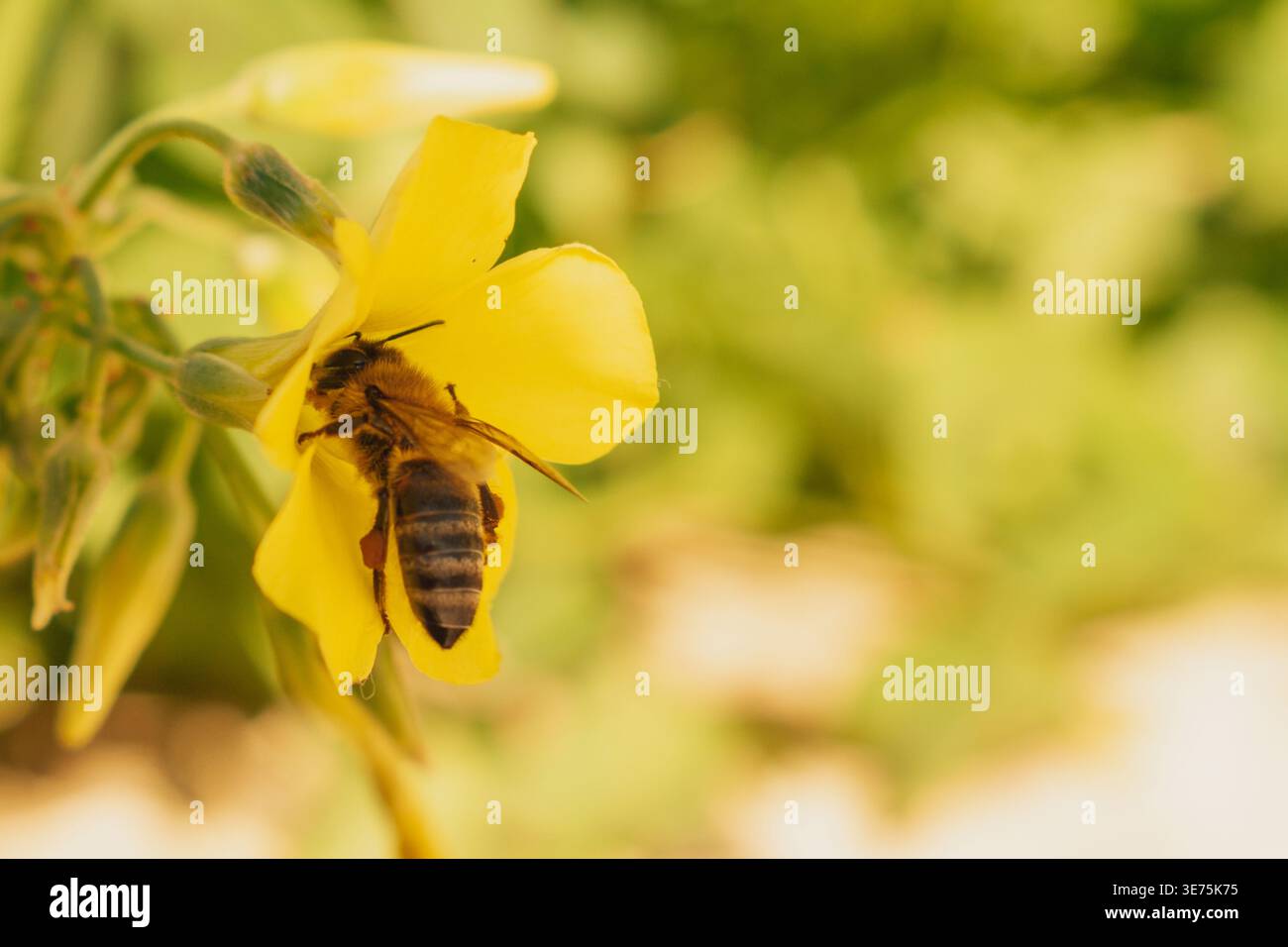 Api mellifere che raccolgono il polline sul fiore giallo Oxalis. Primo piano di api con cesti di polline sulle gambe Foto Stock