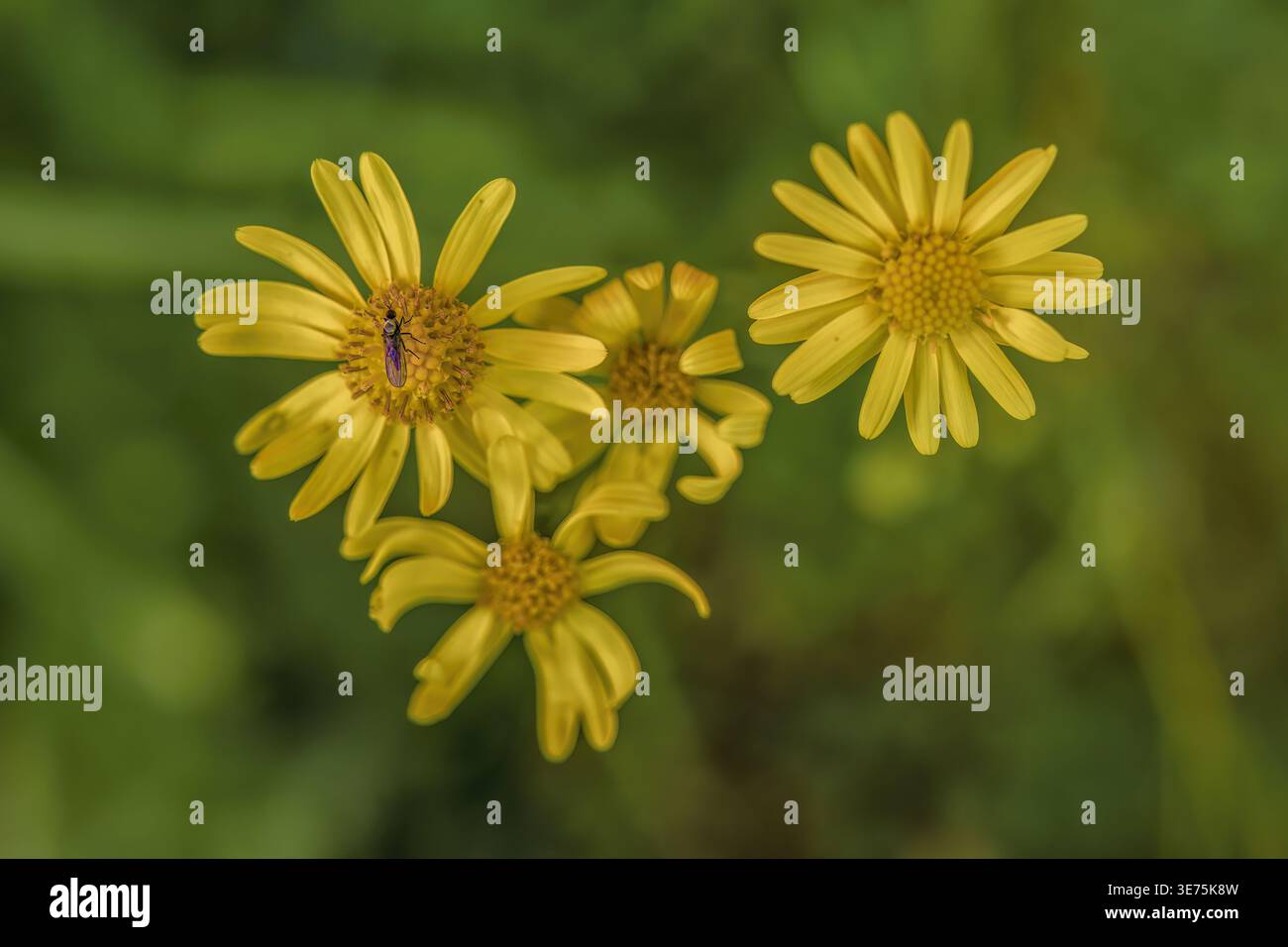 Una piccola mosca nera su uno dei quattro fiori di ragwort a foglie strette, in un giardino nelle montagne andine orientali della Colombia centrale, vicino all'Iguaque natur Foto Stock