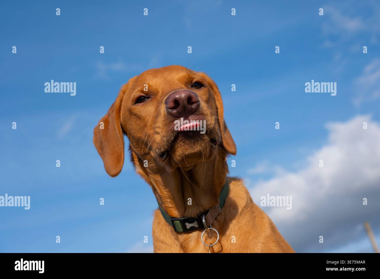 Cucciolo di sei mesi Fox Red Labrador retriever Foto Stock