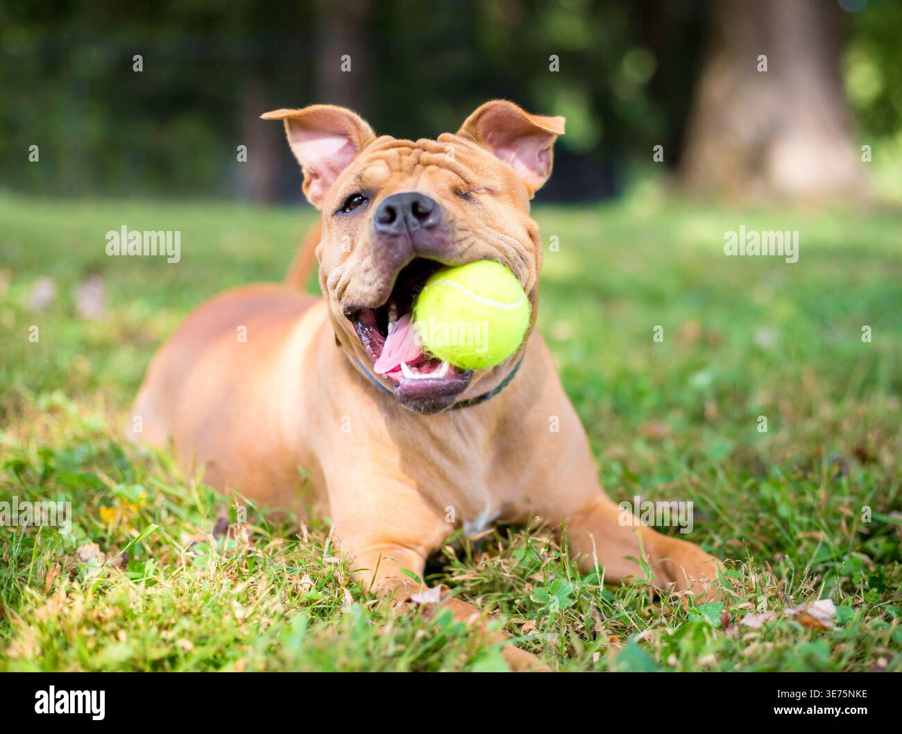 Un cane di razza mista Shar Pei con un occhio sdraiato nell'erba e che tiene una palla in bocca Foto Stock