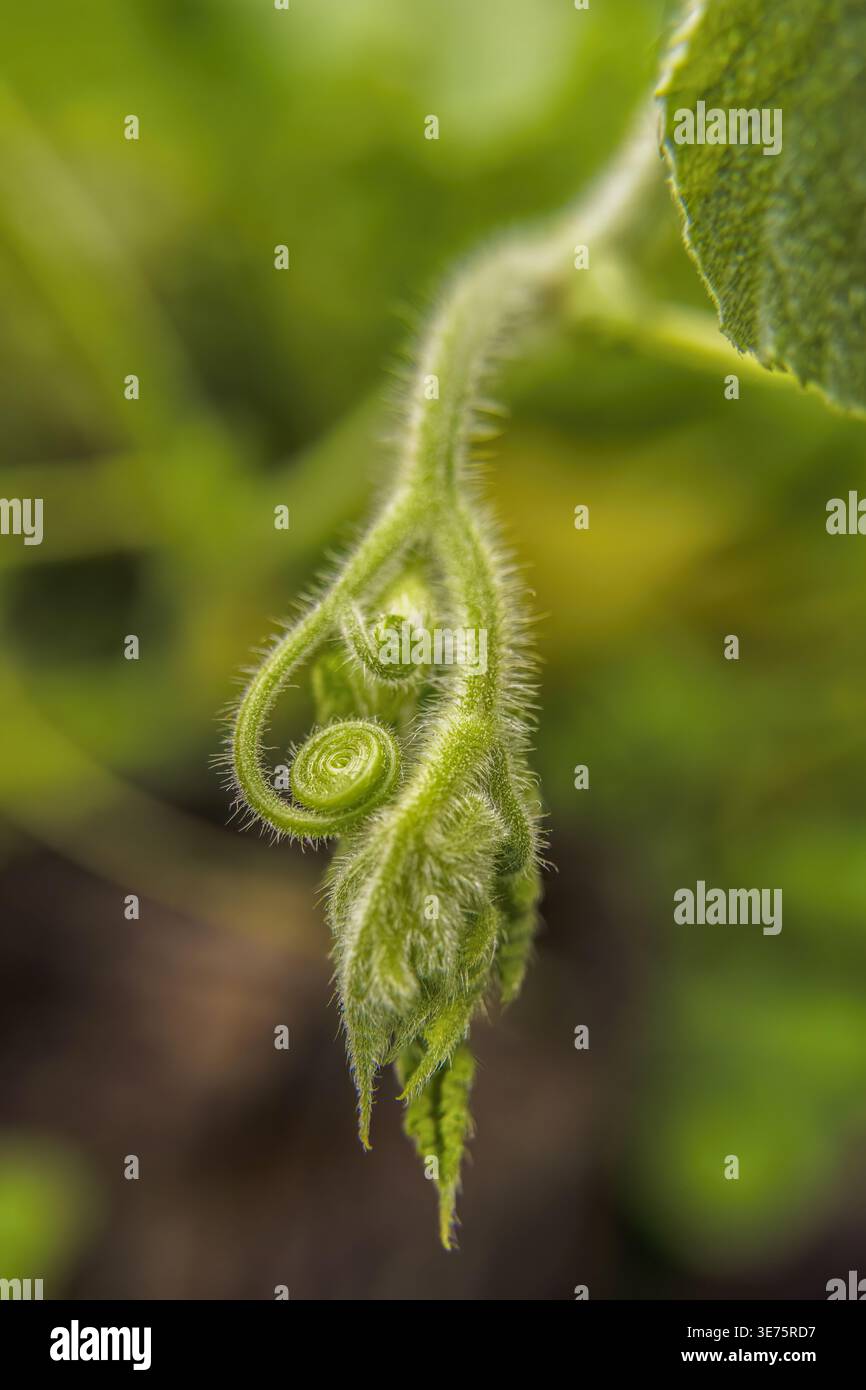 Crescendo tendini primaverili e giovani foglie di una pianta di zucca, su un frutteto nelle montagne andine orientali della Colombia centrale Foto Stock