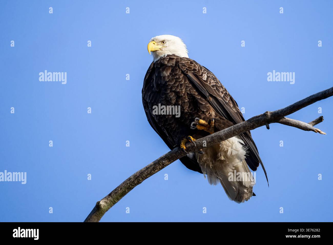 Aquila calva adulta appollaiata su un ramo sottile contro un cielo azzurro. Foto Stock