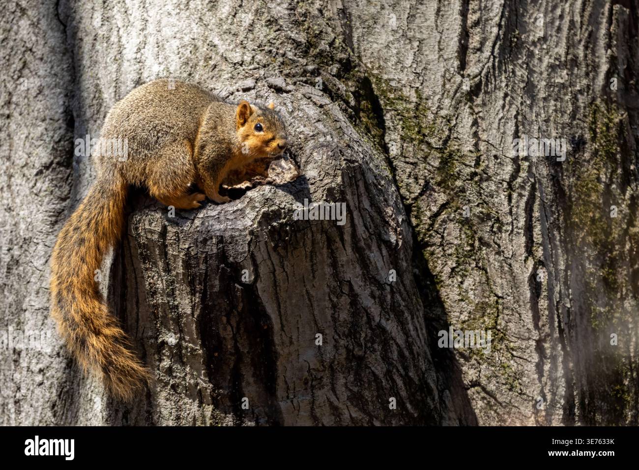 Scoiattolo di volpe arroccato su un ceppo d'albero in piena luce naturale. Foto Stock