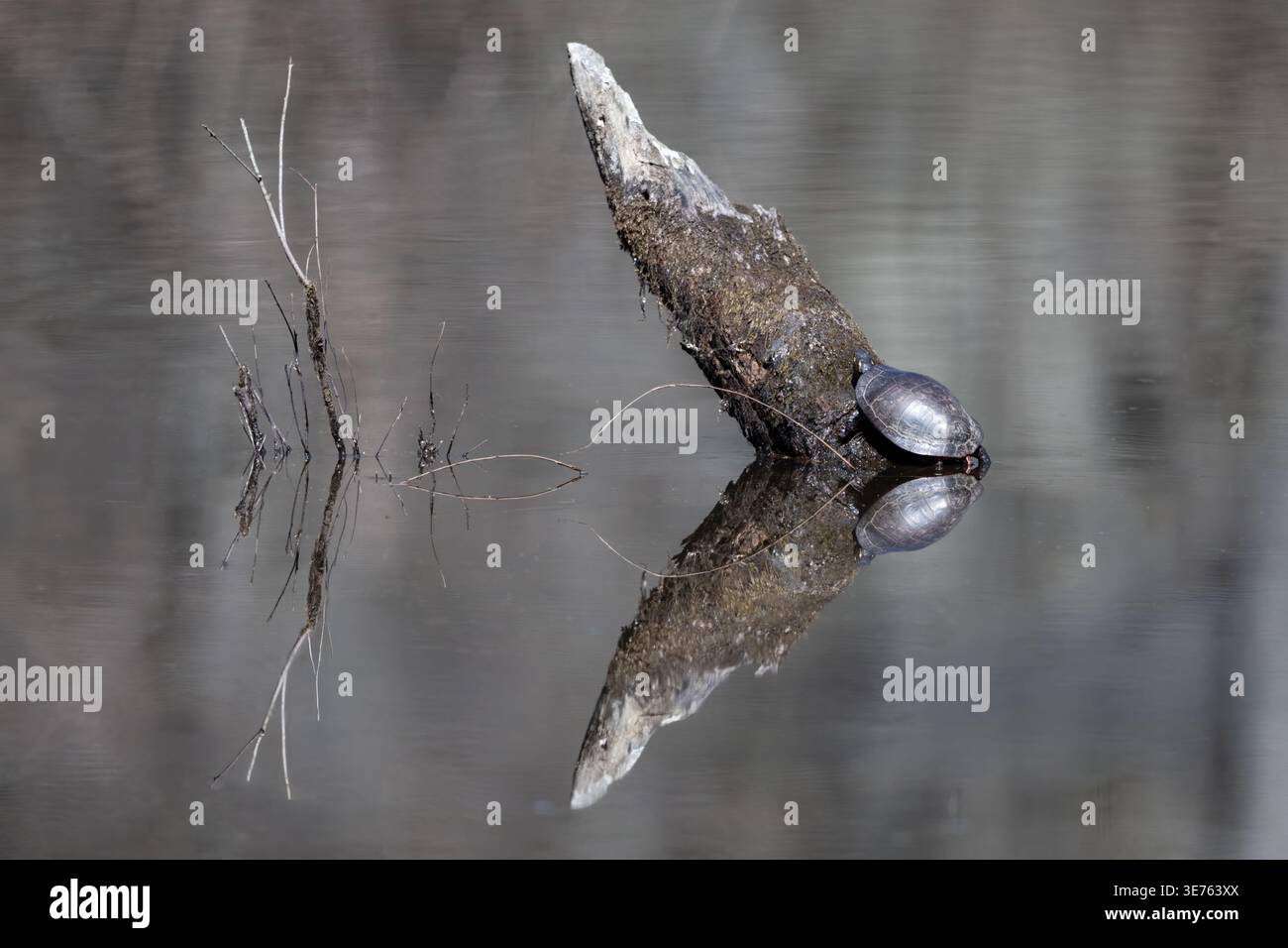 Tartaruga d'acqua dolce crogiolata su un tronco parzialmente sommerso con un chiaro riflesso in acqua ferma. Foto Stock