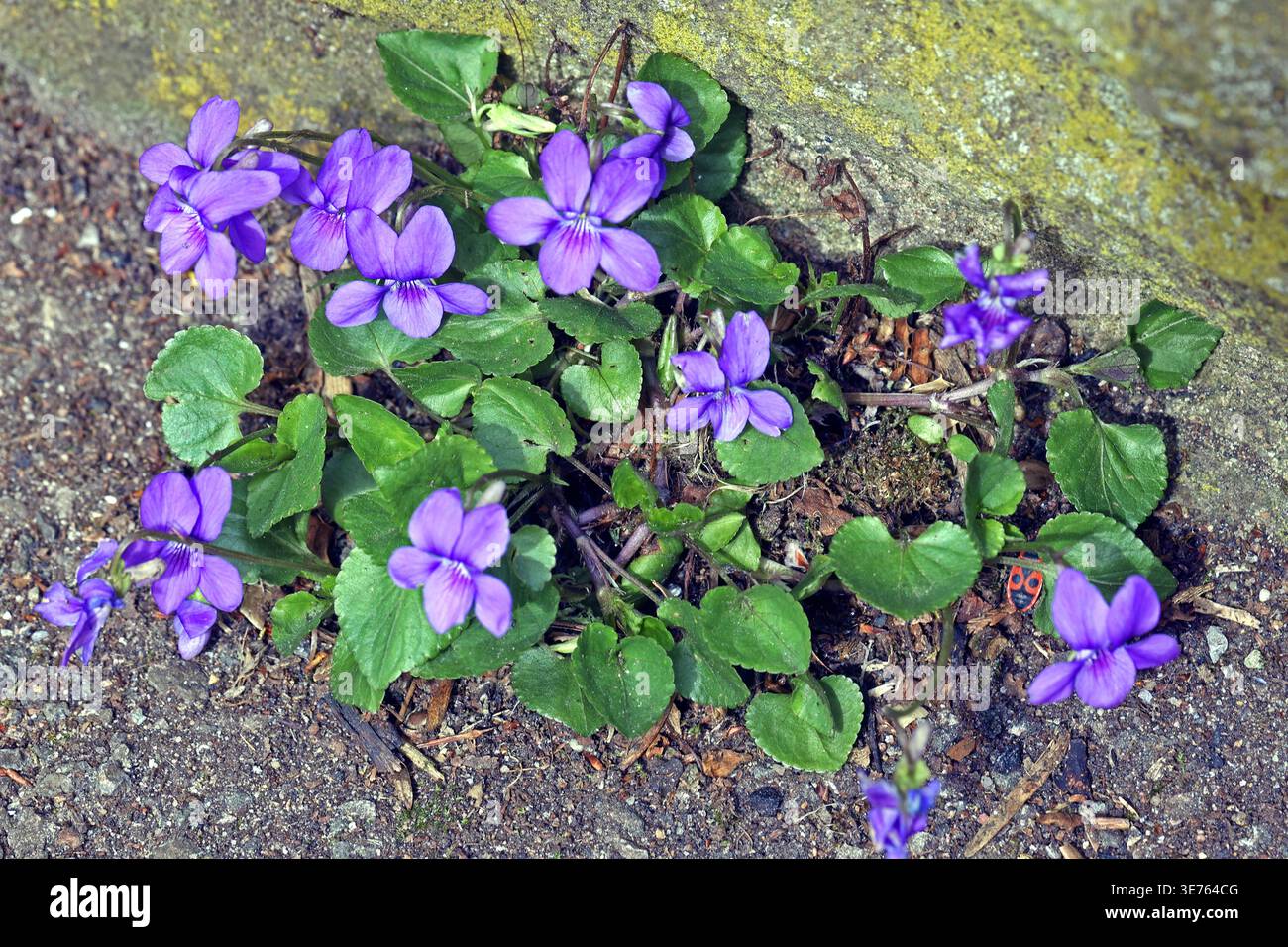 Wildblumen zur Blütezeit Das Hain-Veilchen zur Blütezeit *** Fiori selvatici in fiore il boschetto viola in fiore Foto Stock