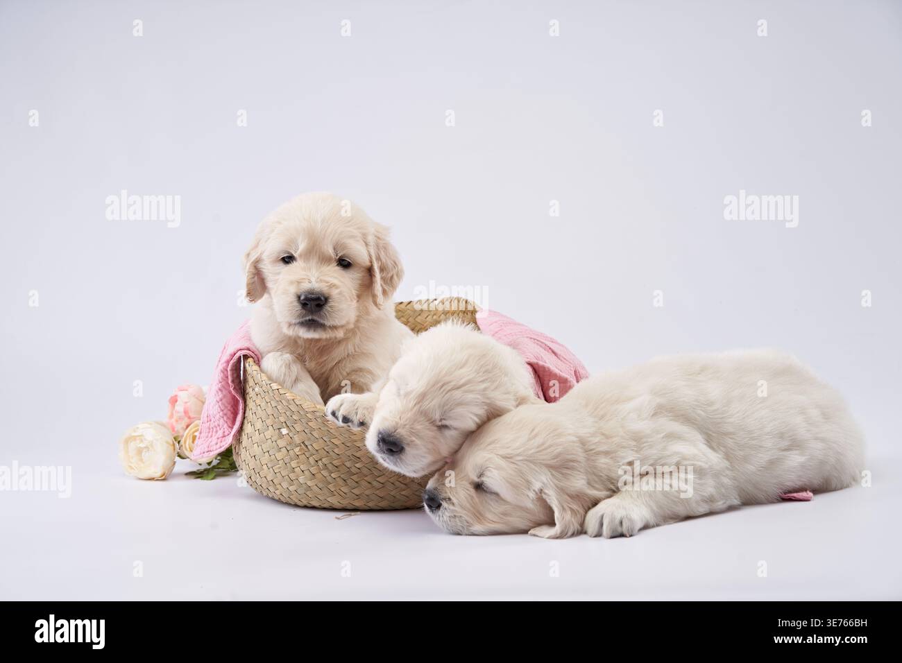 Un cucciolo di Golden retriever si siede in posizione verticale in un cestello di paglia, mentre altri due dormono nelle vicinanze su una superficie bianca. Una coperta rosa e un giocattolo aggiungono un morbido e. Foto Stock
