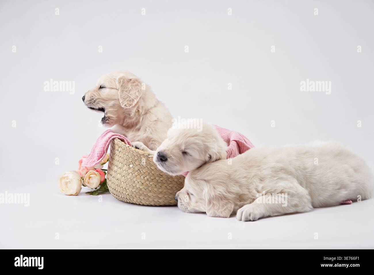 Due cuccioli Golden retriever poggiano su una superficie bianca accanto a un cestino piccolo e a un giocattolo rosa tenue. Un cucciolo sembra vigile mentre l'altro si sdraia Foto Stock