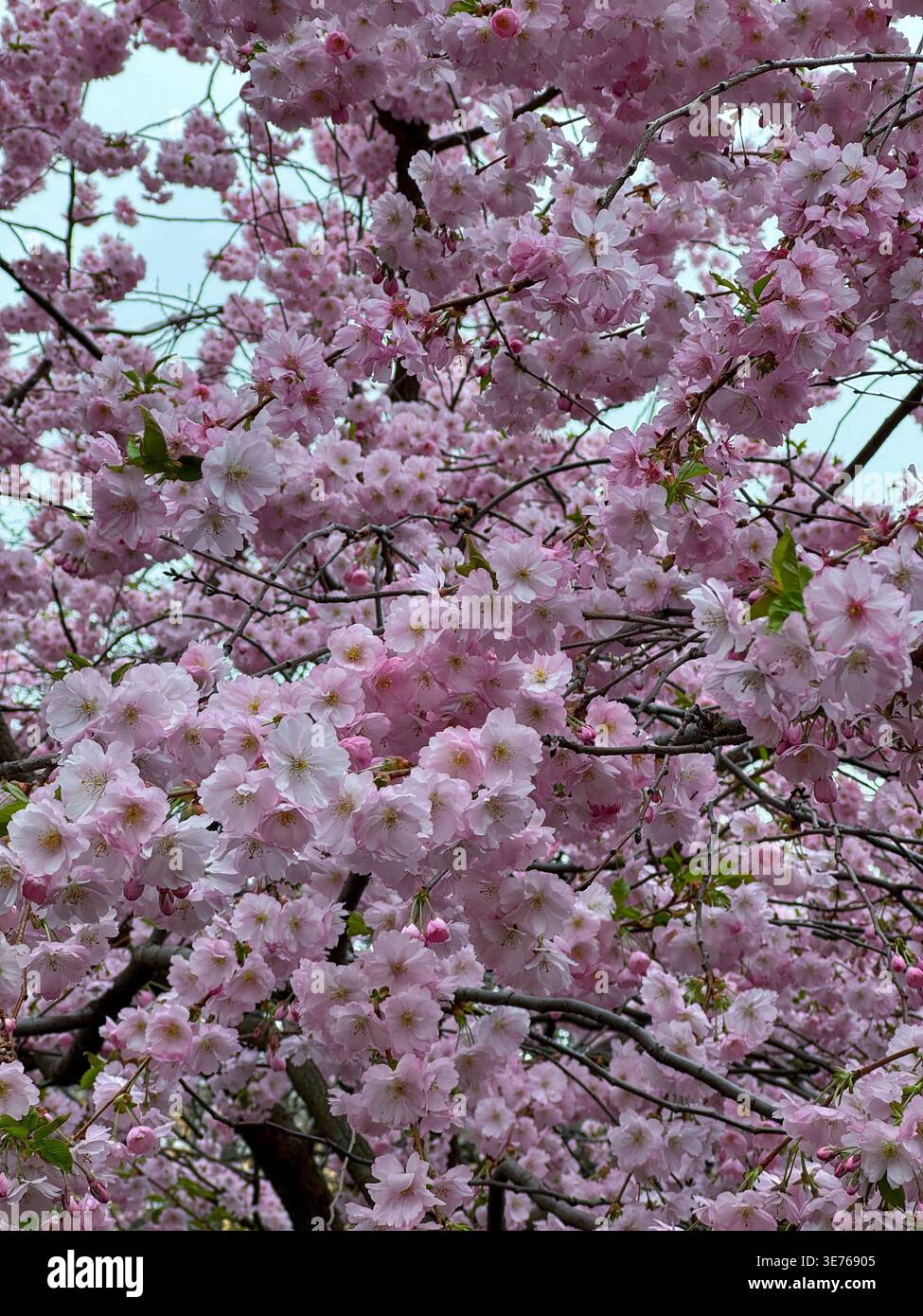 Densi ammassi di fiori sakura rosa coprono i rami in piena fioritura. Splendida scena primaverile con delicati fiori di ciliegio. Fotografia verticale Foto Stock