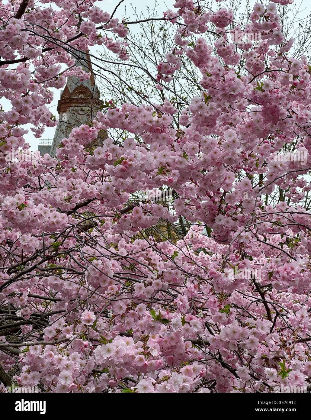 I ciliegi rosa in fiore coprono i rami degli alberi con la torre storica sullo sfondo. Splendida scena primaverile con delicati fiori sakura Foto Stock