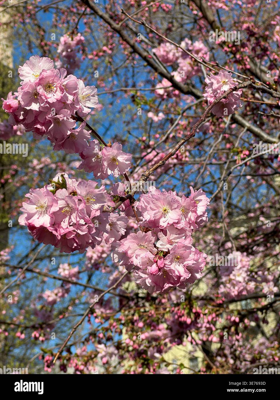 Fiori di ciliegio rosa che fioriscono sui rami degli alberi circondati dal verde contro il cielo blu. Splendida cornice naturale primaverile con la delicata sakura peta Foto Stock