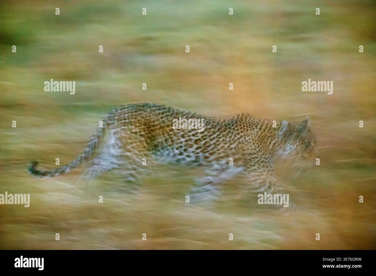 leopardo (Panthera pardus), che corre sull'erba la sera, Botswana, Delta dell'Okavango, zona concessione Khwai Foto Stock