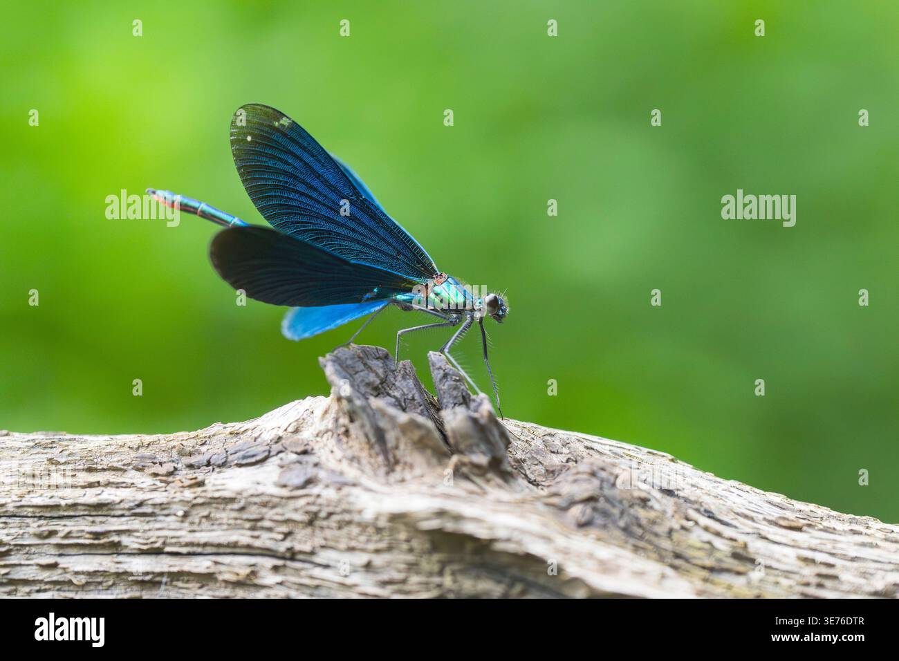 Bluewing, demoiselle agrion (Calopteryx virgo), uomo seduto in legno, Germania, Baviera Foto Stock