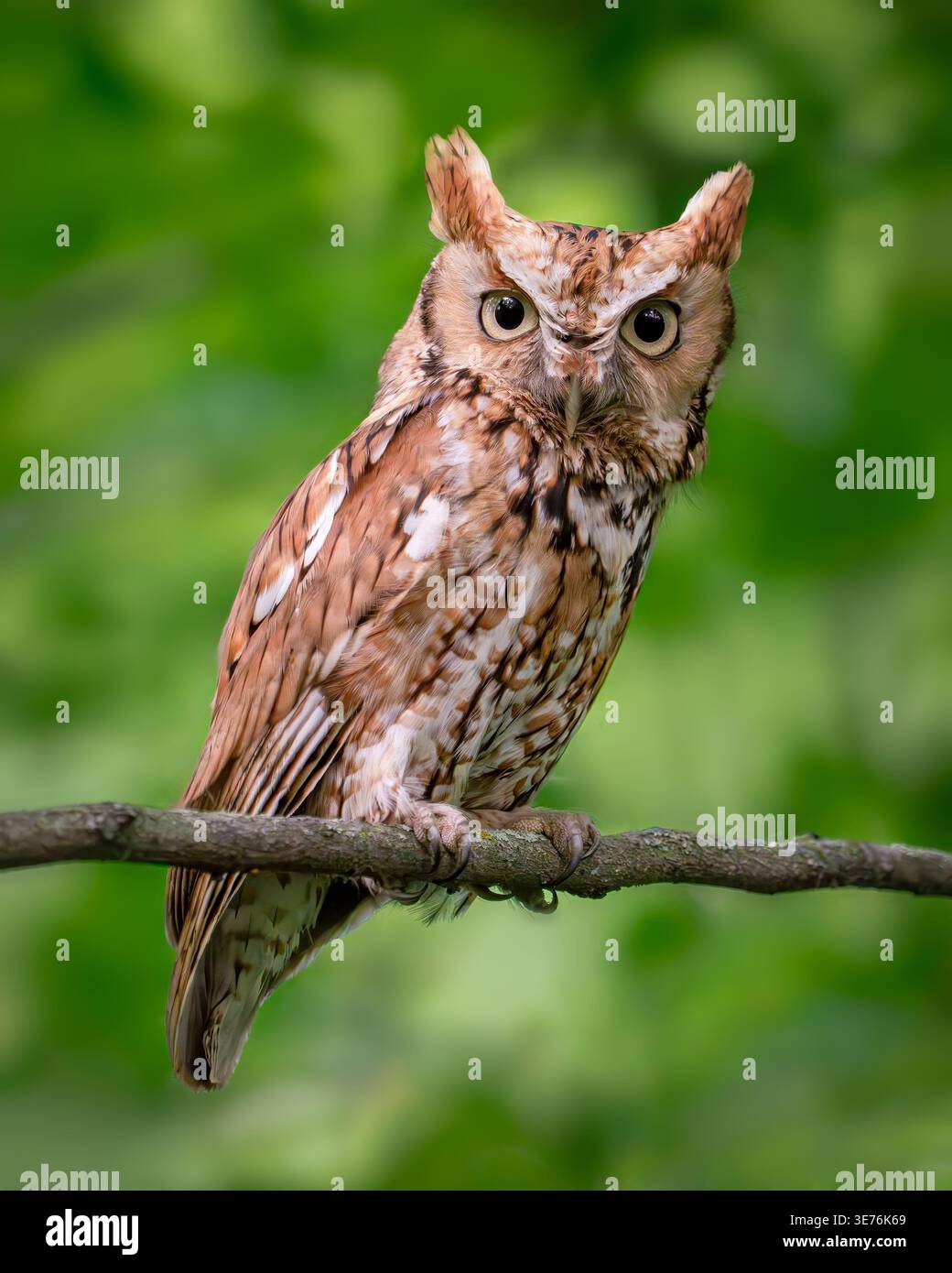 Red-morph Eastern Screech-owl Foto Stock